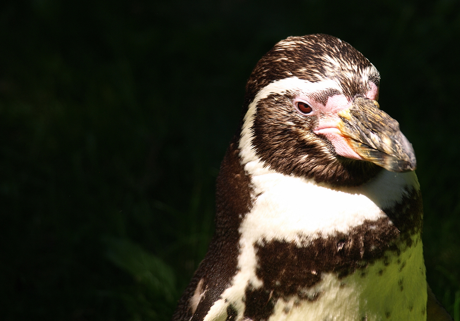 Schweriner Zoo, Humboldtpinguin