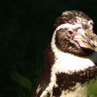 Schweriner Zoo, Humboldtpinguin