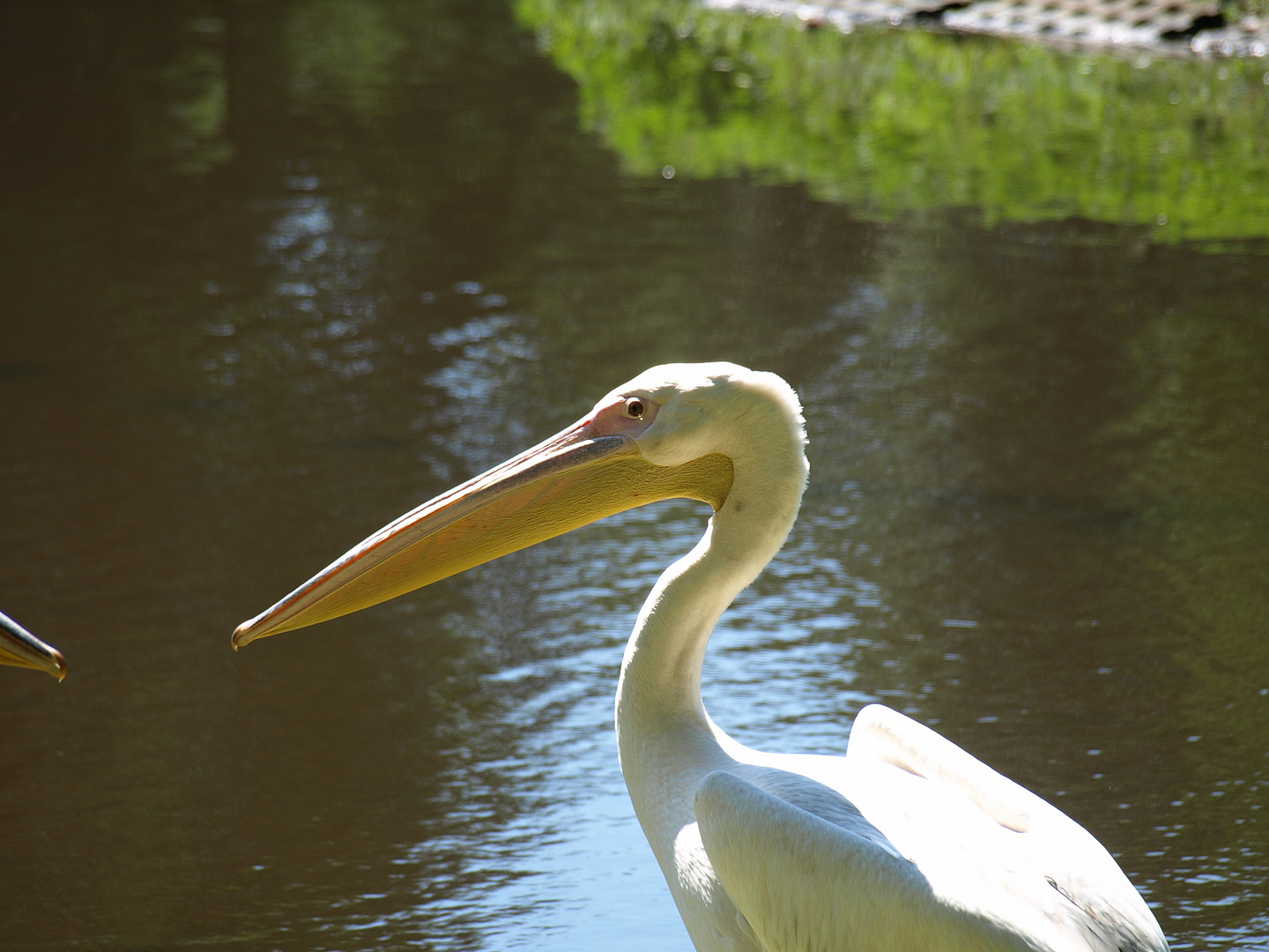 Schweriner Zoo, Rosapelikan