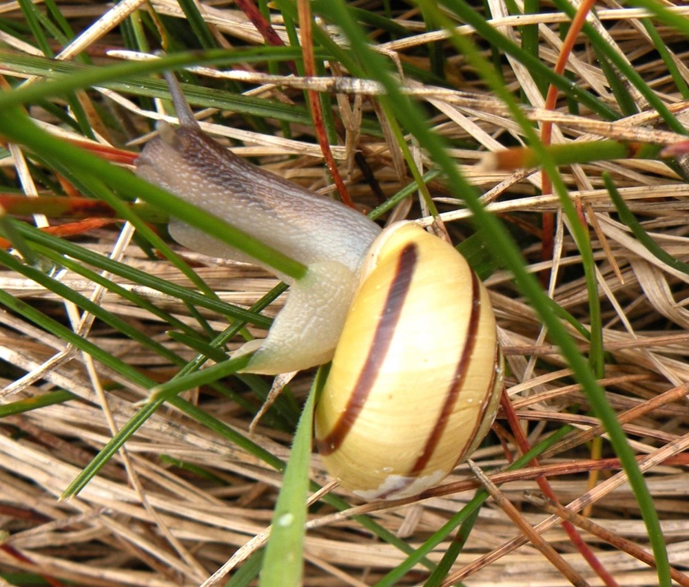 Schwerstarbeit leistet diese Schnecke indem sie ihr Haus duch das Gras wuchtet.