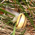 Schwerstarbeit leistet diese Schnecke indem sie ihr Haus duch das Gras wuchtet.