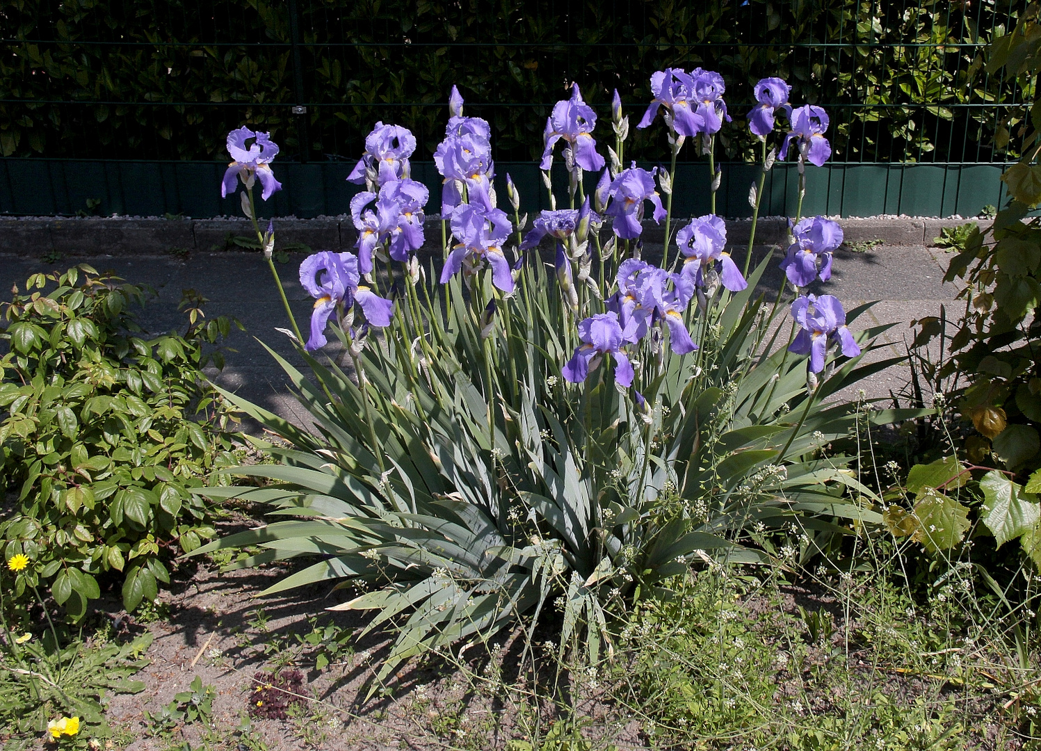 Schwert-Lilien am Wegesrand