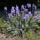 Schwert-Lilien am Wegesrand