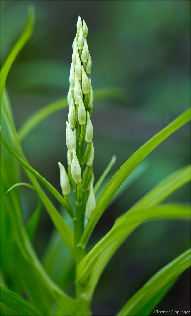 Schwertblättrige Waldvöglein (Cephalanthera longifolia)