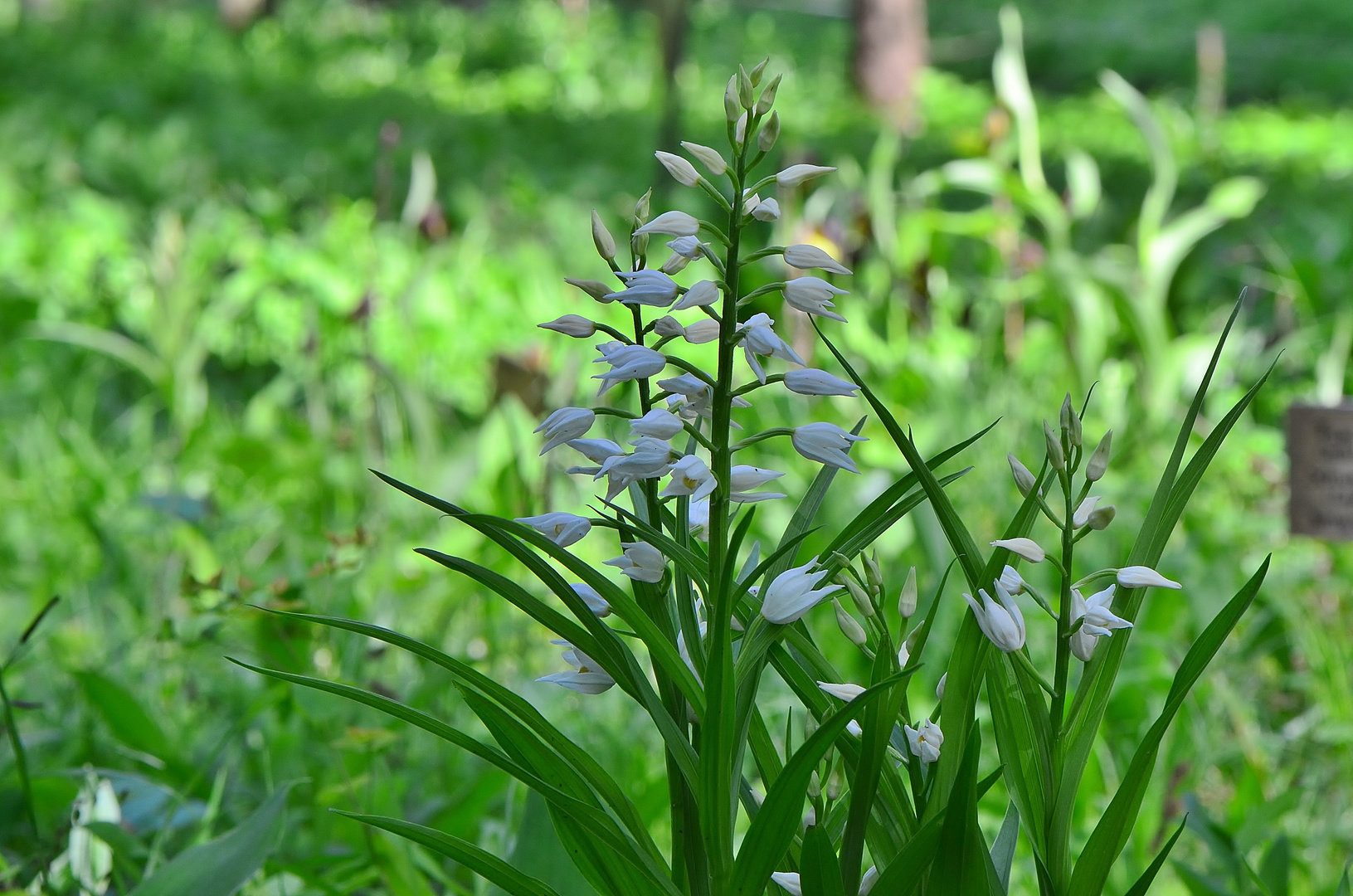 Schwertblättriges Waldvögelein (Cephalanthera longifolia)