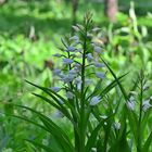 Schwertblättriges Waldvögelein (Cephalanthera longifolia)