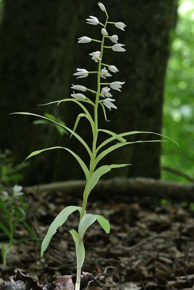 Schwertblättriges Waldvögelein mit übergang zum Albino-Sauerland 15.6.13