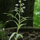 Schwertblättriges Waldvögelein mit übergang zum Albino-Sauerland 15.6.13