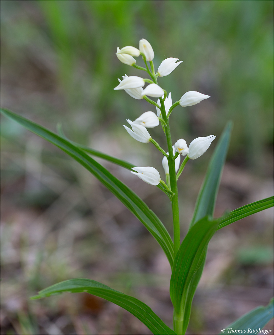 Schwertblättriges Waldvöglein (Cephalanthera longifolia)