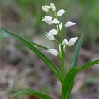 Schwertblättriges Waldvöglein (Cephalanthera longifolia)