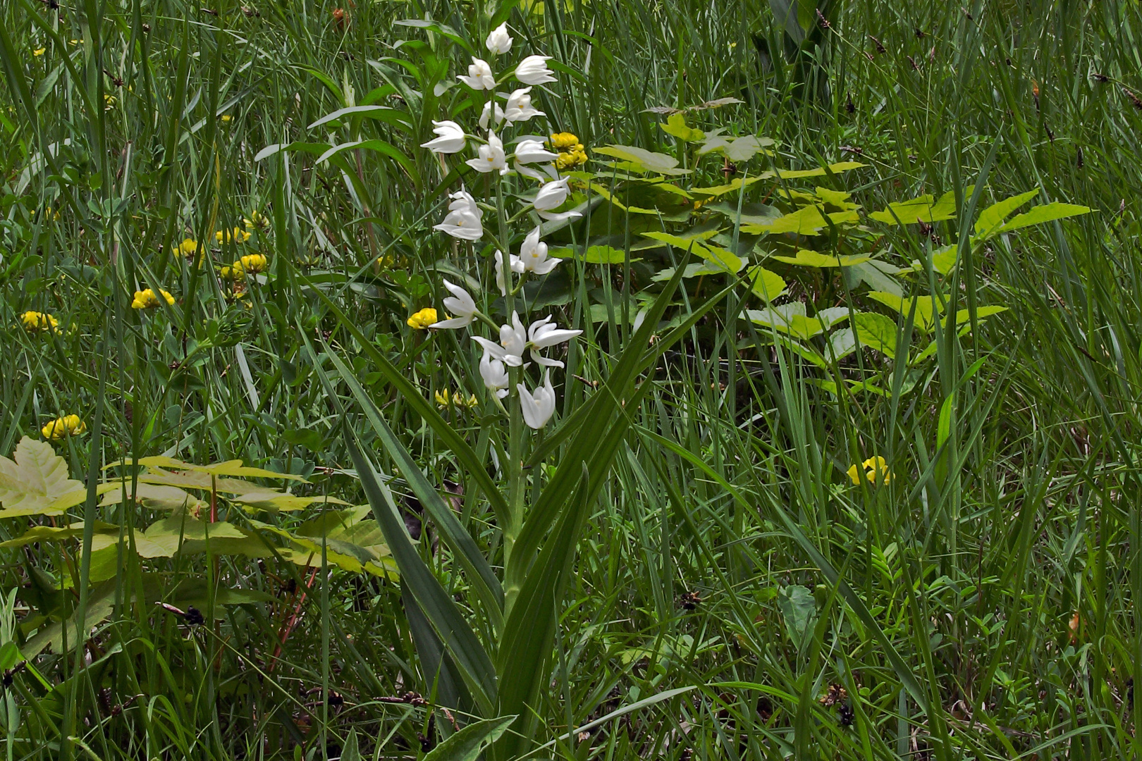 Schwertblättriges Waldvöglein - Cephalanthera longifolia eine Orchidee  in den Bayerischen Alpen...