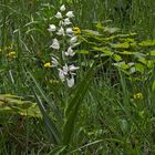 Schwertblättriges Waldvöglein - Cephalanthera longifolia eine Orchidee  in den Bayerischen Alpen...