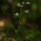 Schwertblättriges Waldvöglein oder Hybrid ??