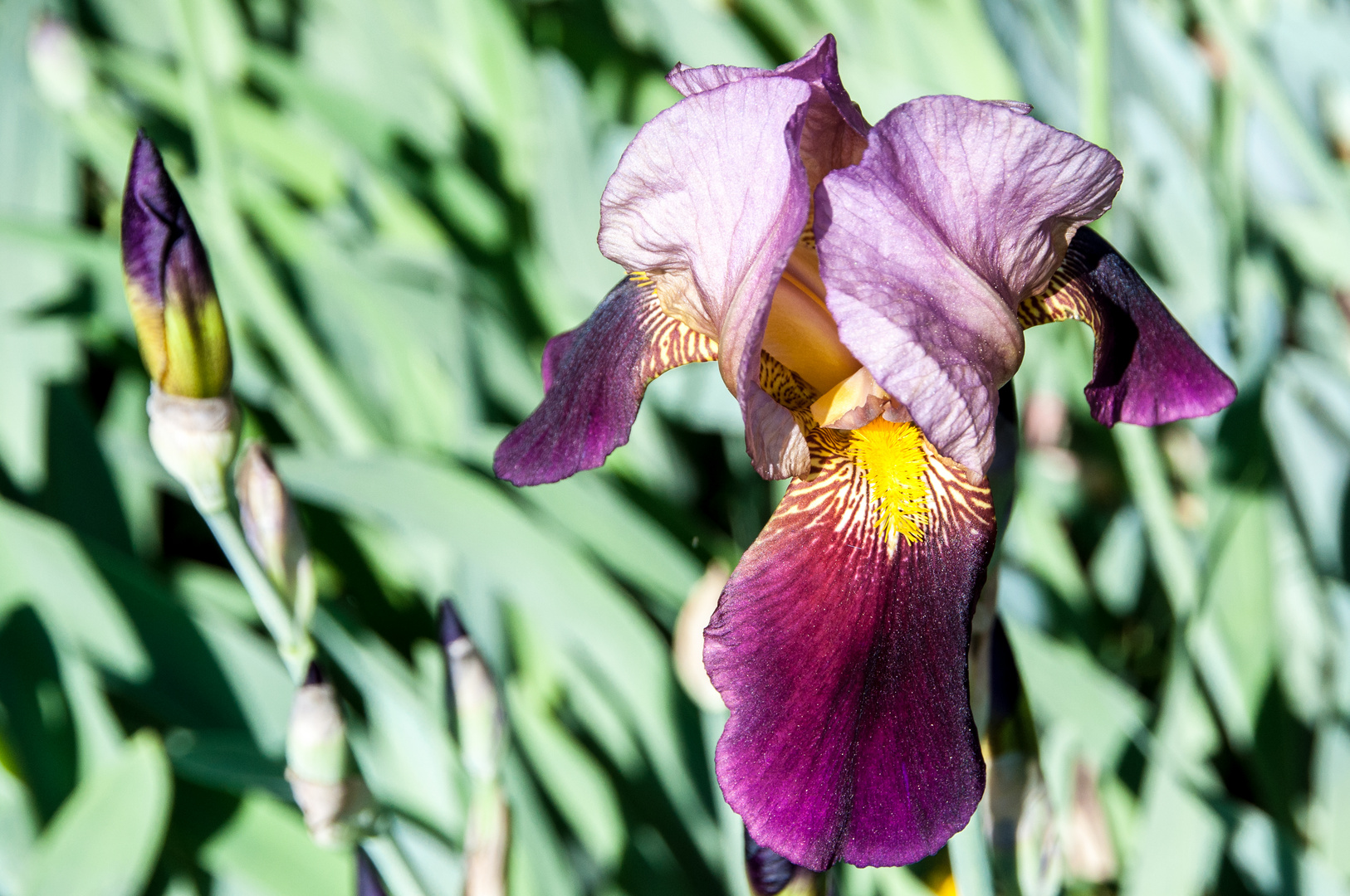 Schwerter und Lilie Foto & Bild pflanzen, pilze & flechten, blüten