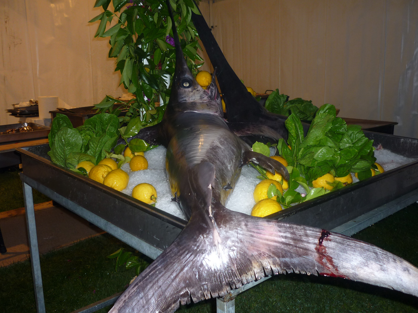Schwertfisch mit Zitrone Foto &amp; Bild | stillleben, essen &amp; trinken ...