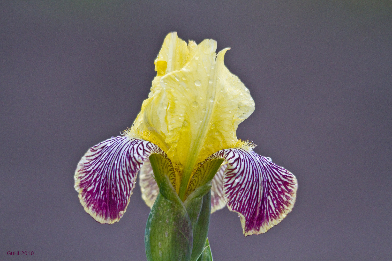 Schwertlilie Foto & Bild pflanzen, pilze & flechten, blüten