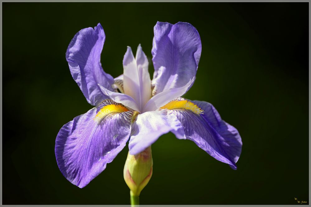 Schwertlilie Foto & Bild mai, natur, blumen Bilder auf