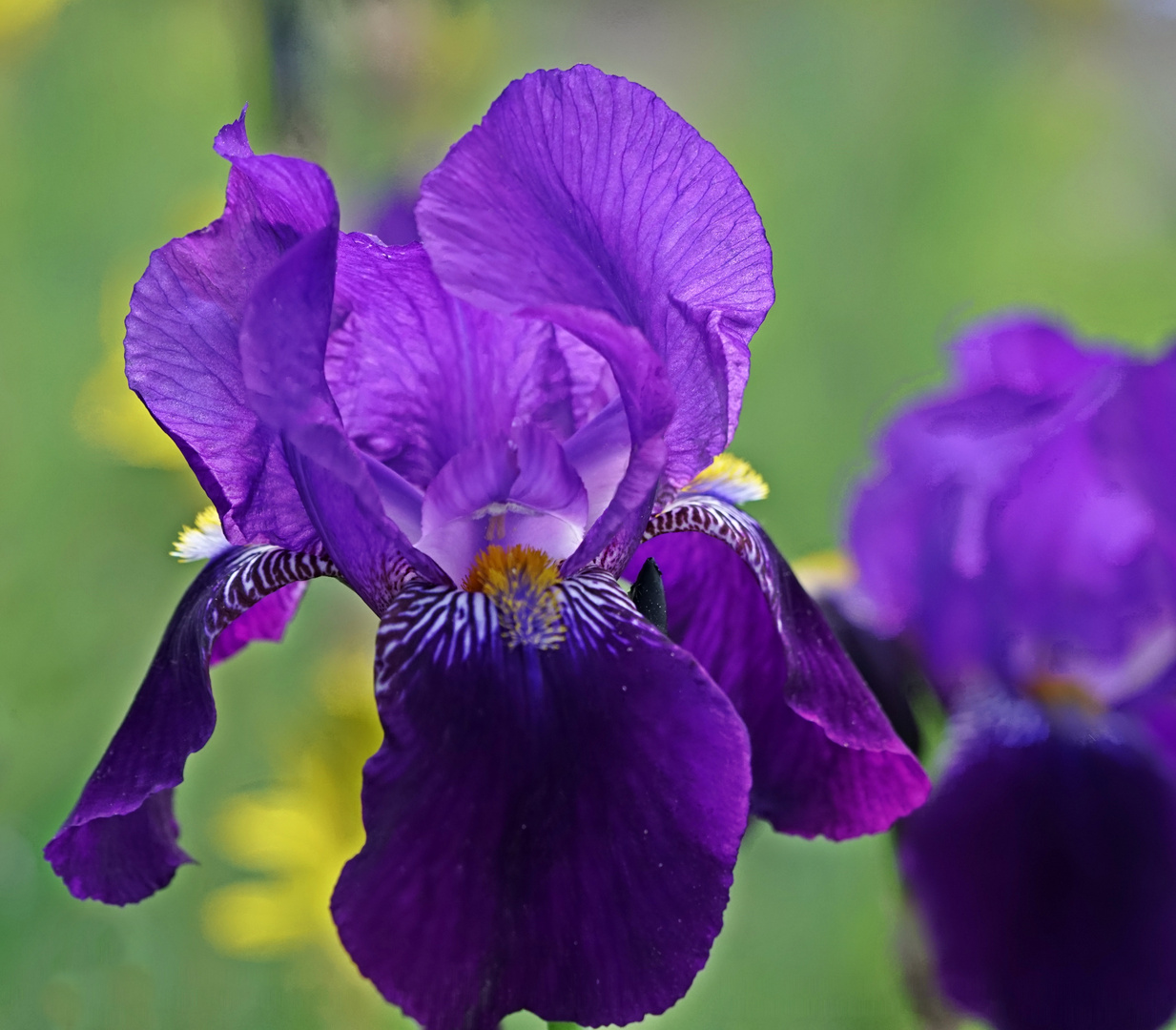 Schwertlilie Foto & Bild deutschland, europe, baden württemberg