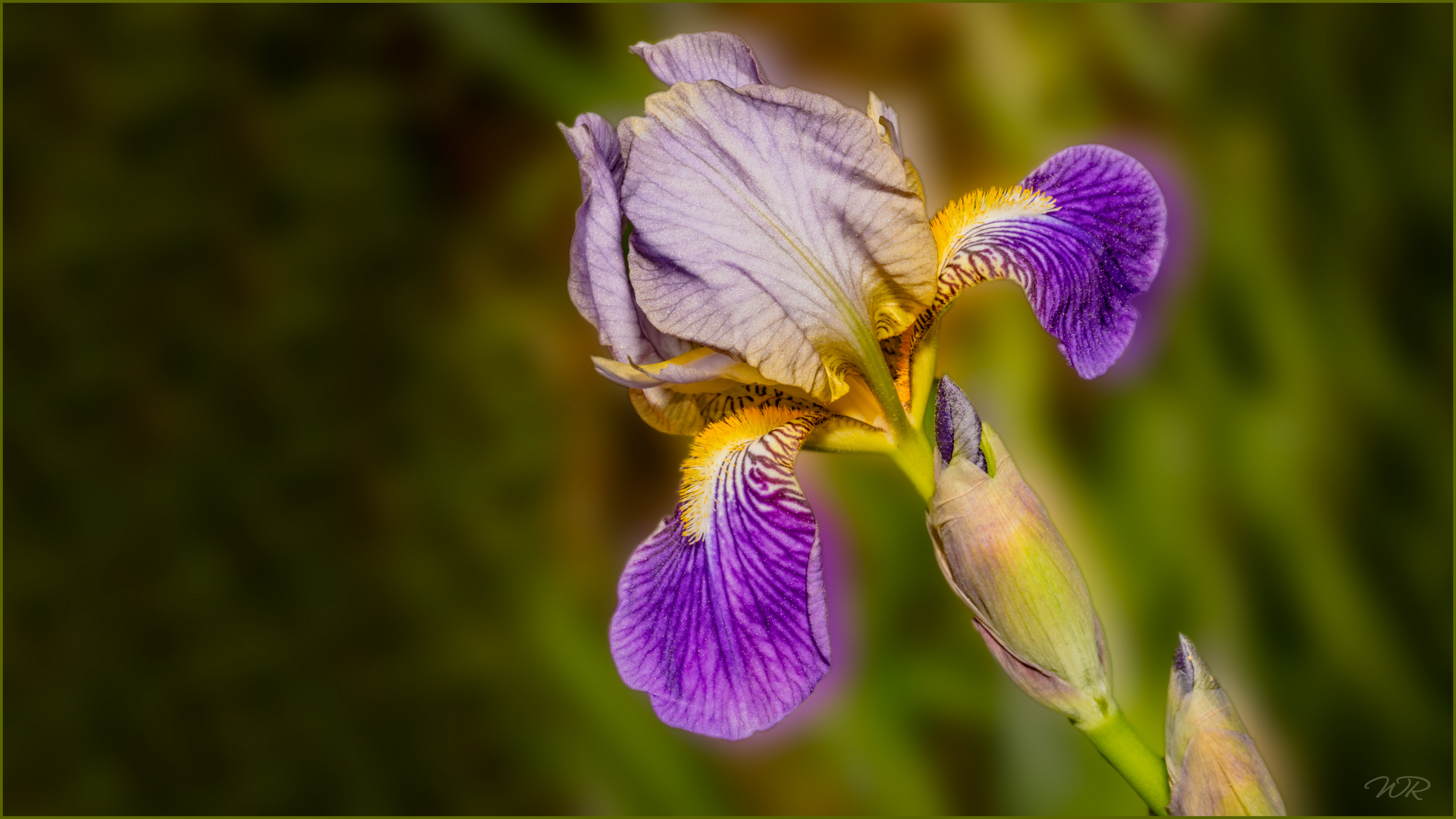 Schwertlilie Foto & Bild frühling, natur, blüten Bilder auf
