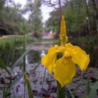 Schwertlilie am Teich