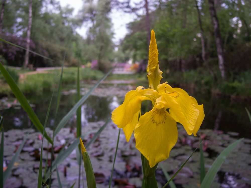 Schwertlilie am Teich