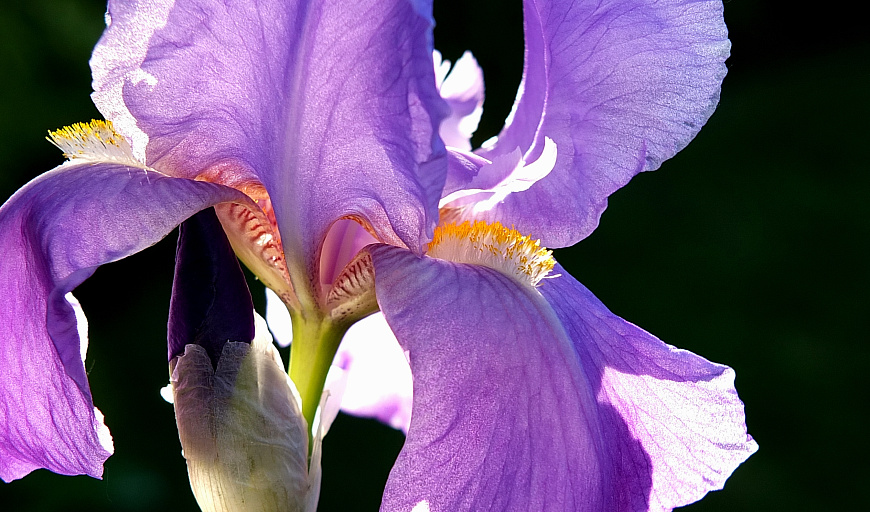 Schwertlilie, auch Ritterlilie genannt (Iris germanica)