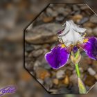 Schwertlilie aus Nachbars Garten