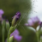 Schwertlilie - eben im Garten aufgenommen