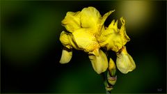 Schwertlilie gelb 2