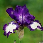 Schwertlilie 'Going My Way ' Iris x Barbata Eliator !