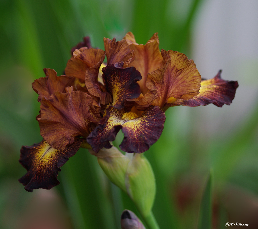 Schwertlilie (HOT SPICE) Iris x Barbata Eliator