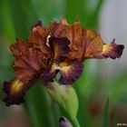 Schwertlilie (HOT SPICE) Iris x Barbata Eliator
