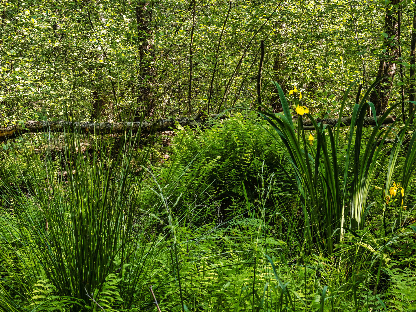 Schwertlilie im wilden Moor