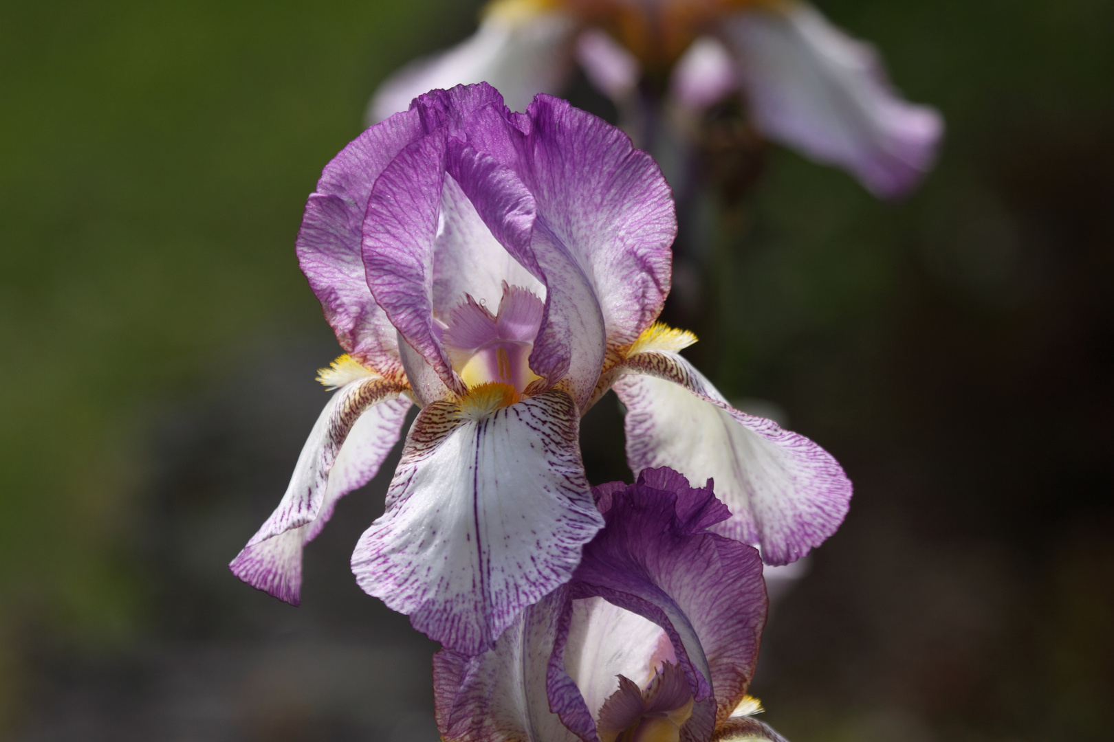 Schwertlilie, Iris