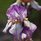 Schwertlilie, Iris