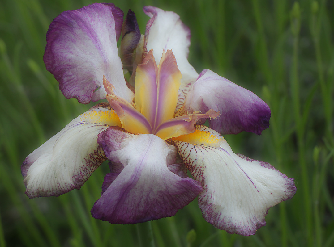 Schwertlilie (Iris)