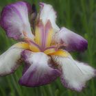 Schwertlilie (Iris)