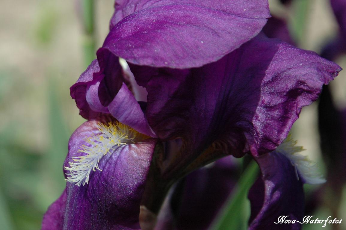 Schwertlilie (Iris) 150506-0019-1a