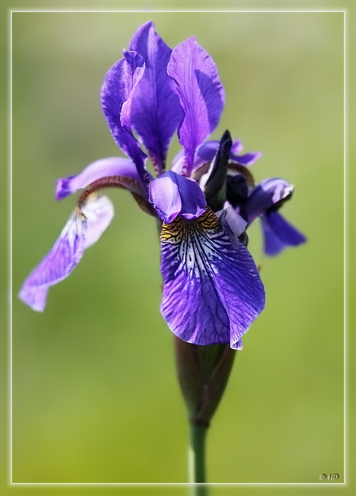 Schwertlilie ( Iris )