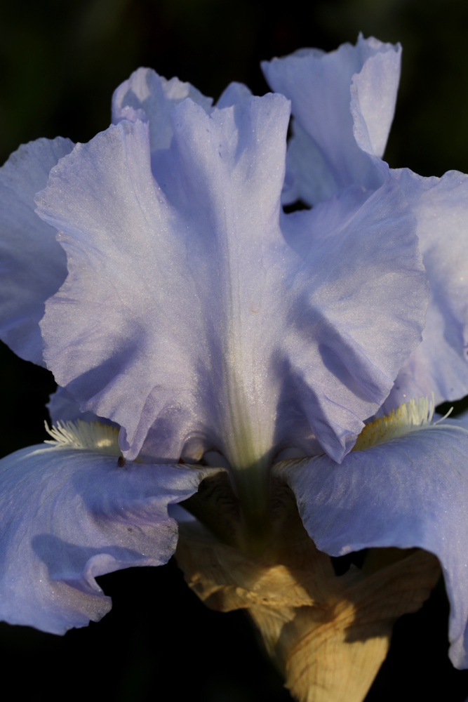 Schwertlilie (Iris)