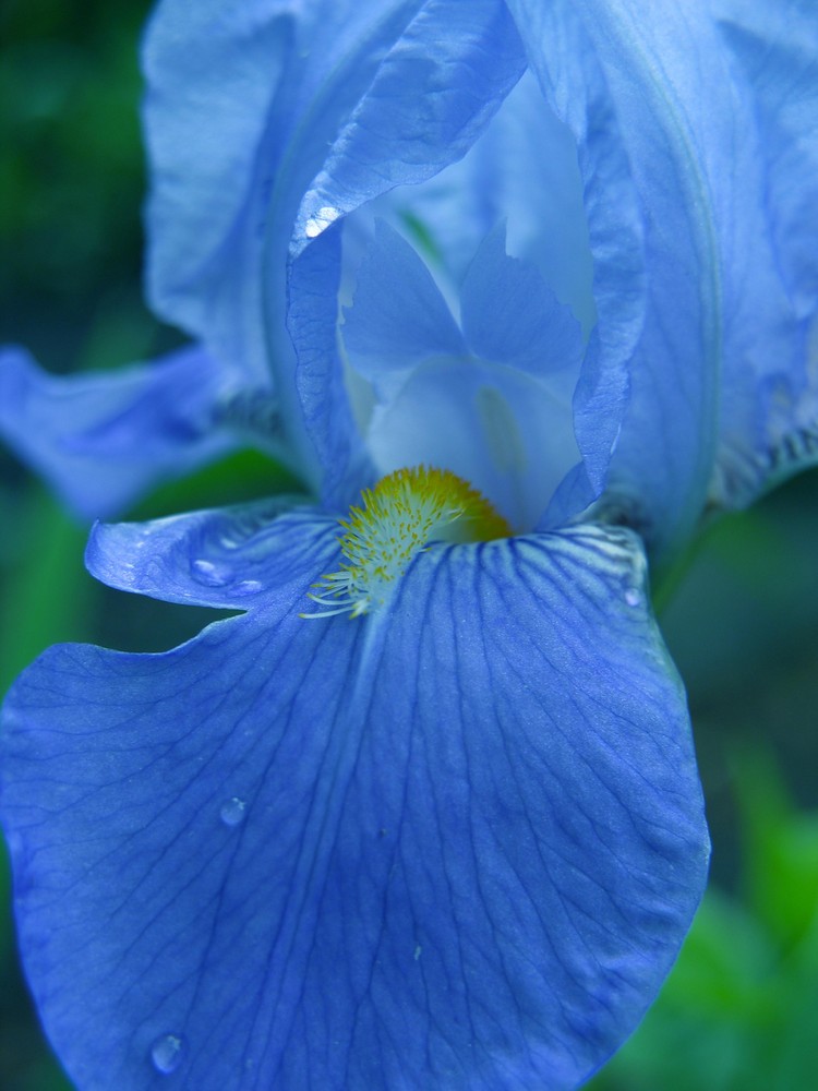schwertlilie (iris)