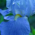 schwertlilie (iris)