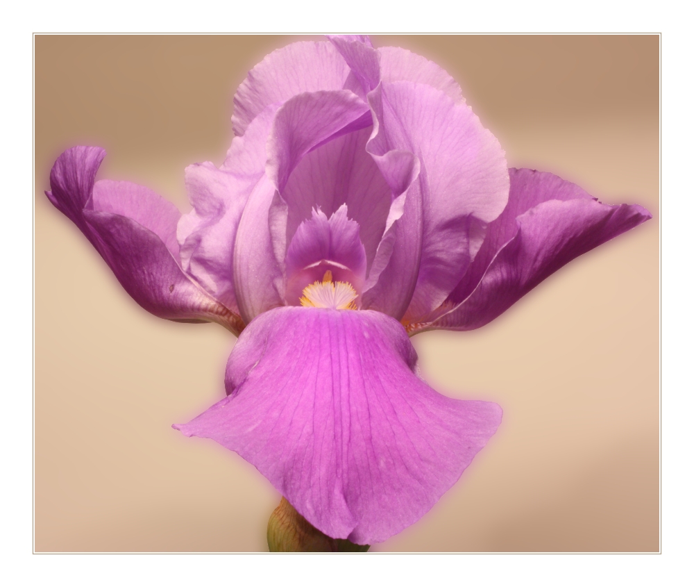 Schwertlilie (Iris)