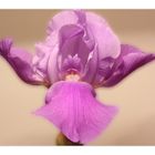 Schwertlilie (Iris)