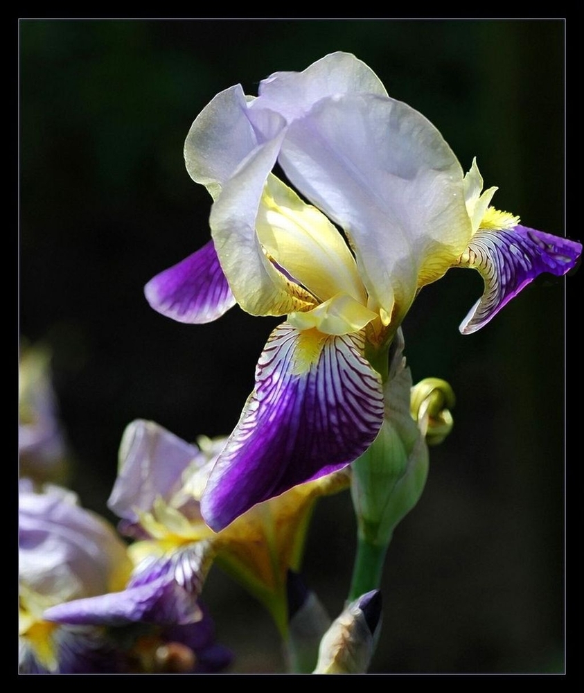 Schwertlilie "Iris"