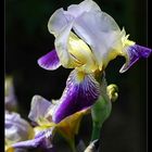 Schwertlilie "Iris"