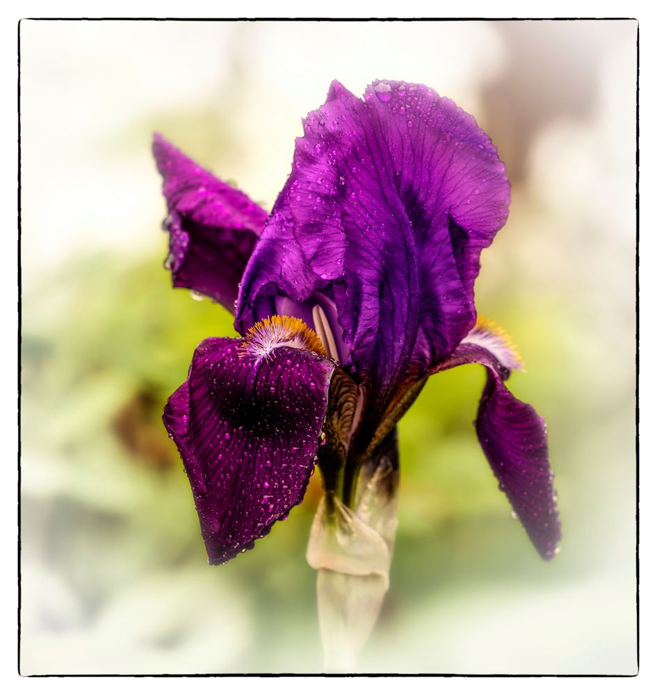 Schwertlilie (Iris)