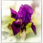 Schwertlilie (Iris)