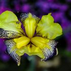 Schwertlilie / Iris