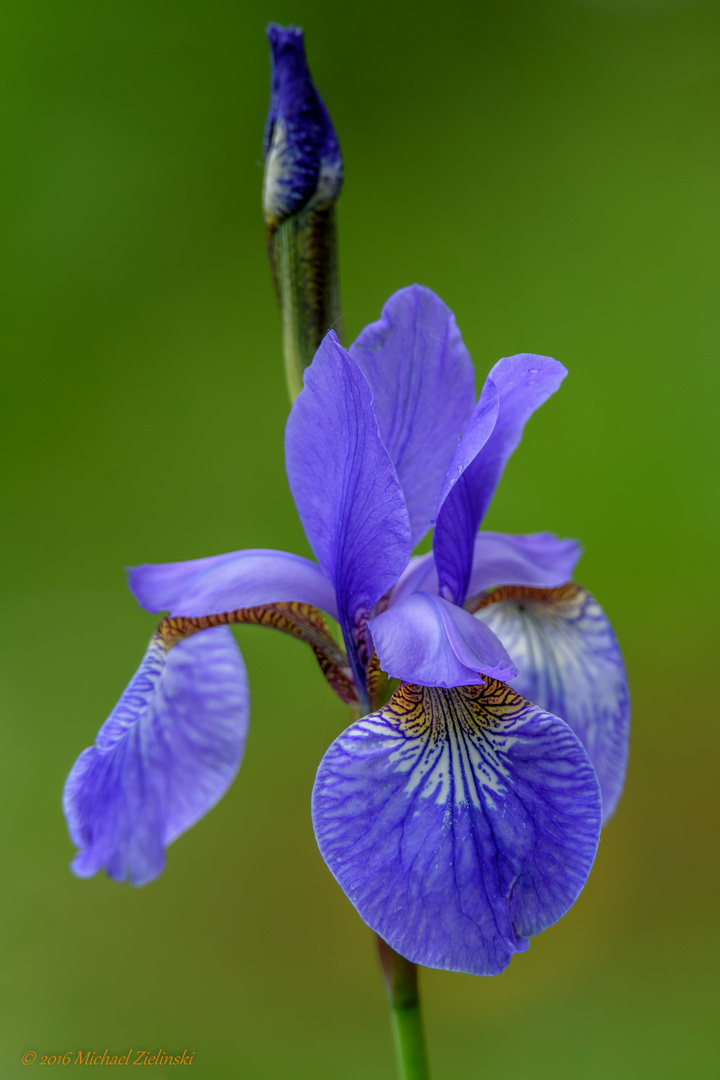 Schwertlilie (Iris)